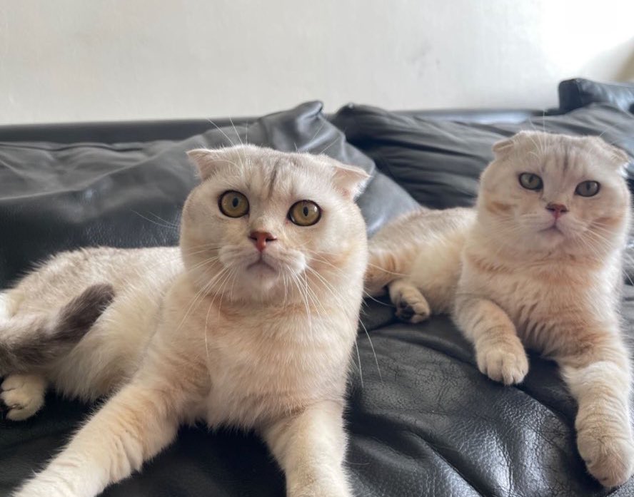 OrnOrnQ's tweet photo. ไลก้ากับหมีน้ารักจนใจเจ็บ อยากเลี้ยงเเมวเเฝด พตอเก่งมาก ㅠㅠ 🥹🫶😭ได้โปรด ลงคลิปบ่อยๆได้ไหมมันชุบชีวิตนี่มากเลย เเงง https://t.co/puctzNmx4J