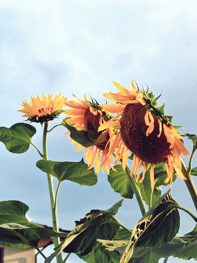 夏の終わりの予感