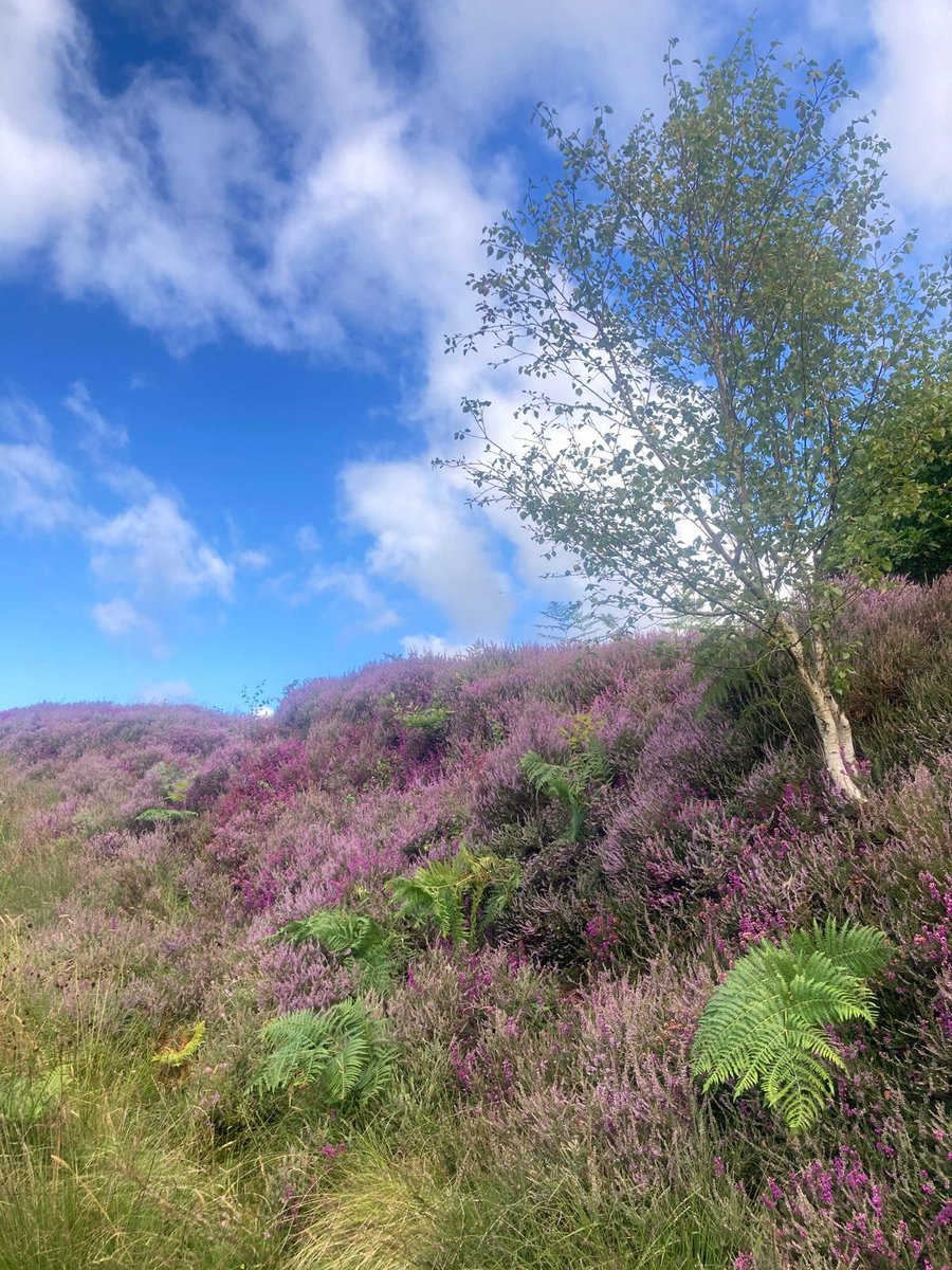NorthYorksFire's tweet photo. If you're heading to the countryside this weekend please take care. Dispose of cigarettes carefully, don't leave glass bottles lying around, and don't light BBQs or camp fires on or near to dry grass/moorland. If you spot a fire call 999 #BeMoorAware https://t.co/3Mw1f2rjQ7