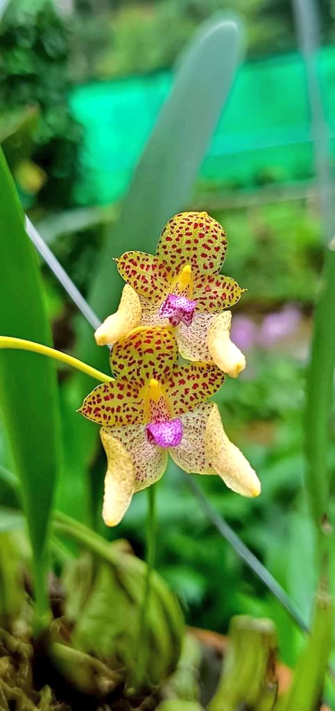 #orchids 
#Kaziranga