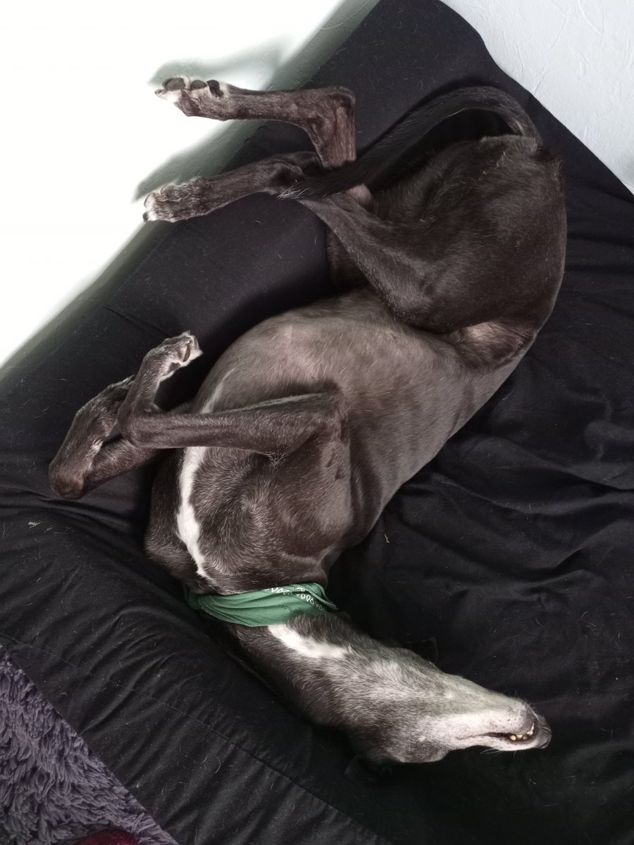 Has the wind stopped howling and rattling yet?

Noodlies had a whole night of odd positions to catch up on