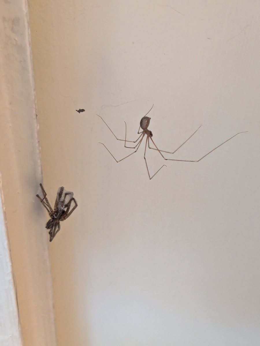 THIS!
This is why I will tolerate cellar spiders

Because they eat house spiders

Cellar spiders ftw