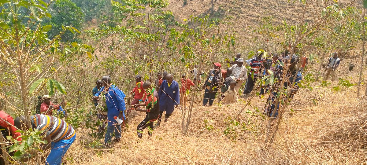 Province_Bururi's tweet photo. Buramatari arongoye intara ya #Bururi yuguruye icese ibikorwa vyo gukatira no gusasira ikawa mu ntara ya Bururi. Ivyo bikorwa bikaba vyabereye ku musozi wa #Kiganda zone #Gasanda Komine Bururi. 1/2 https://t.co/6QTPAGKoP6