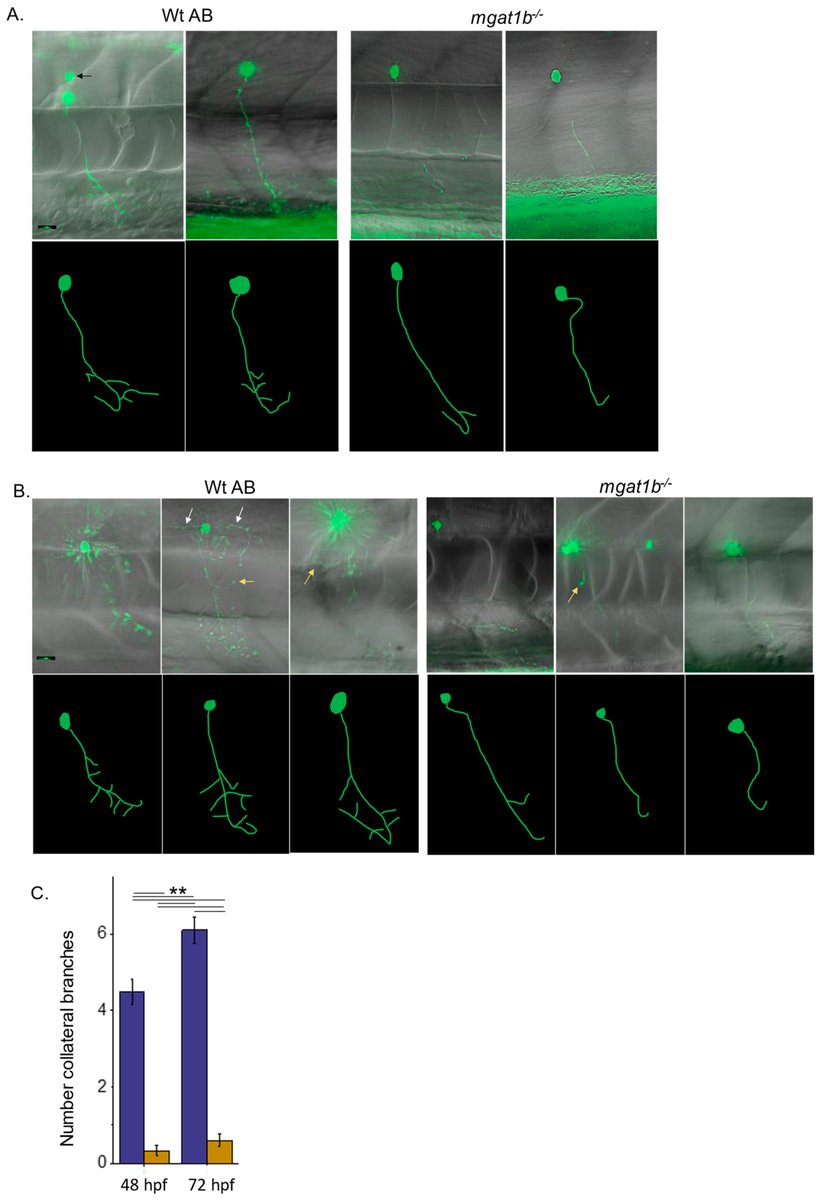 J. Dev. Biol. MDPI tweet media