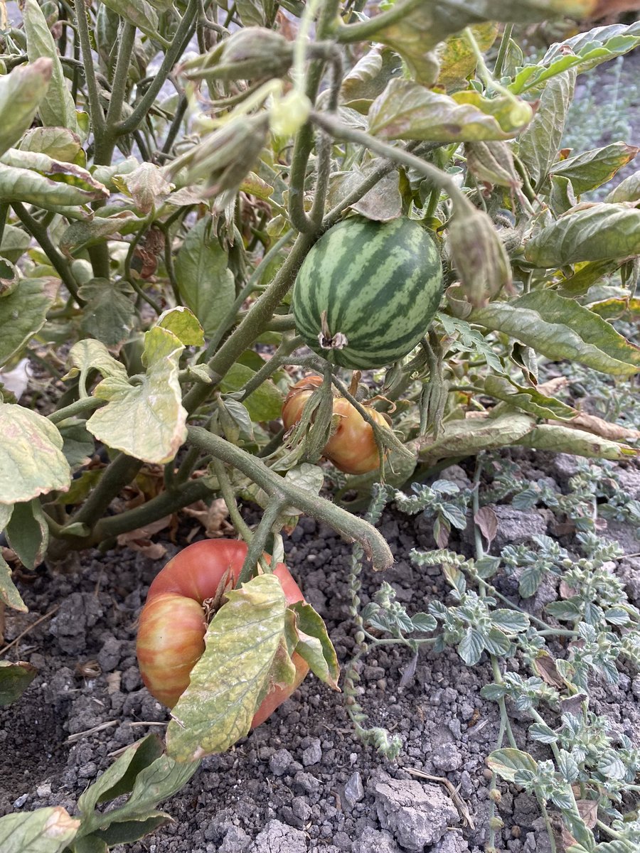 tubaolur's tweet photo. kalbini kırmak istemedim ama galiba kendini domates sanmış🥲 https://t.co/SwpFnBRqPr