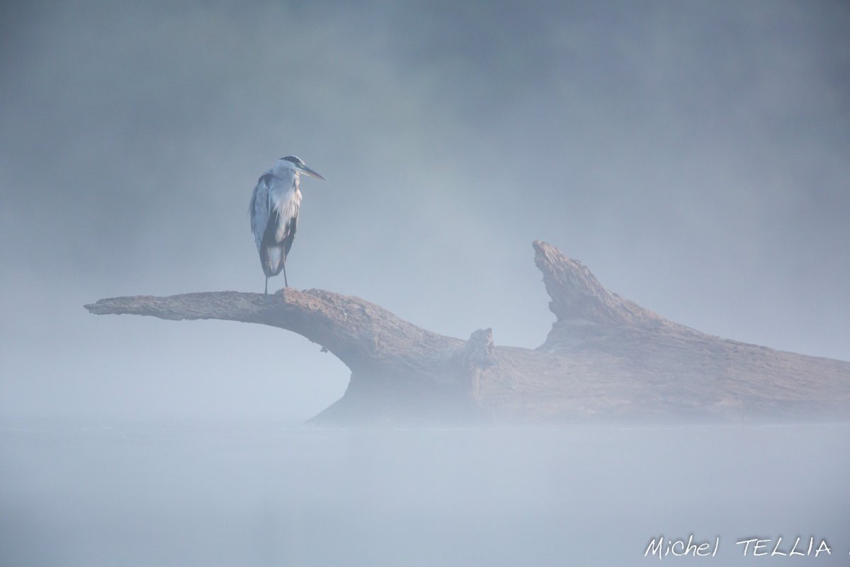 JeromeFDR's tweet photo. #Photo by © Michel TELLIA
"Ailes de la Loire"
https://t.co/DzZEw1pYMu
https://t.co/kFFRK0j9H1
#micheltellia #tellia #photography #photographie #art #loire #liger #river #water #dream #impression #wings #bird #reflection #nature #beauty #naturephotographer https://t.co/IWXZnQTfd7
