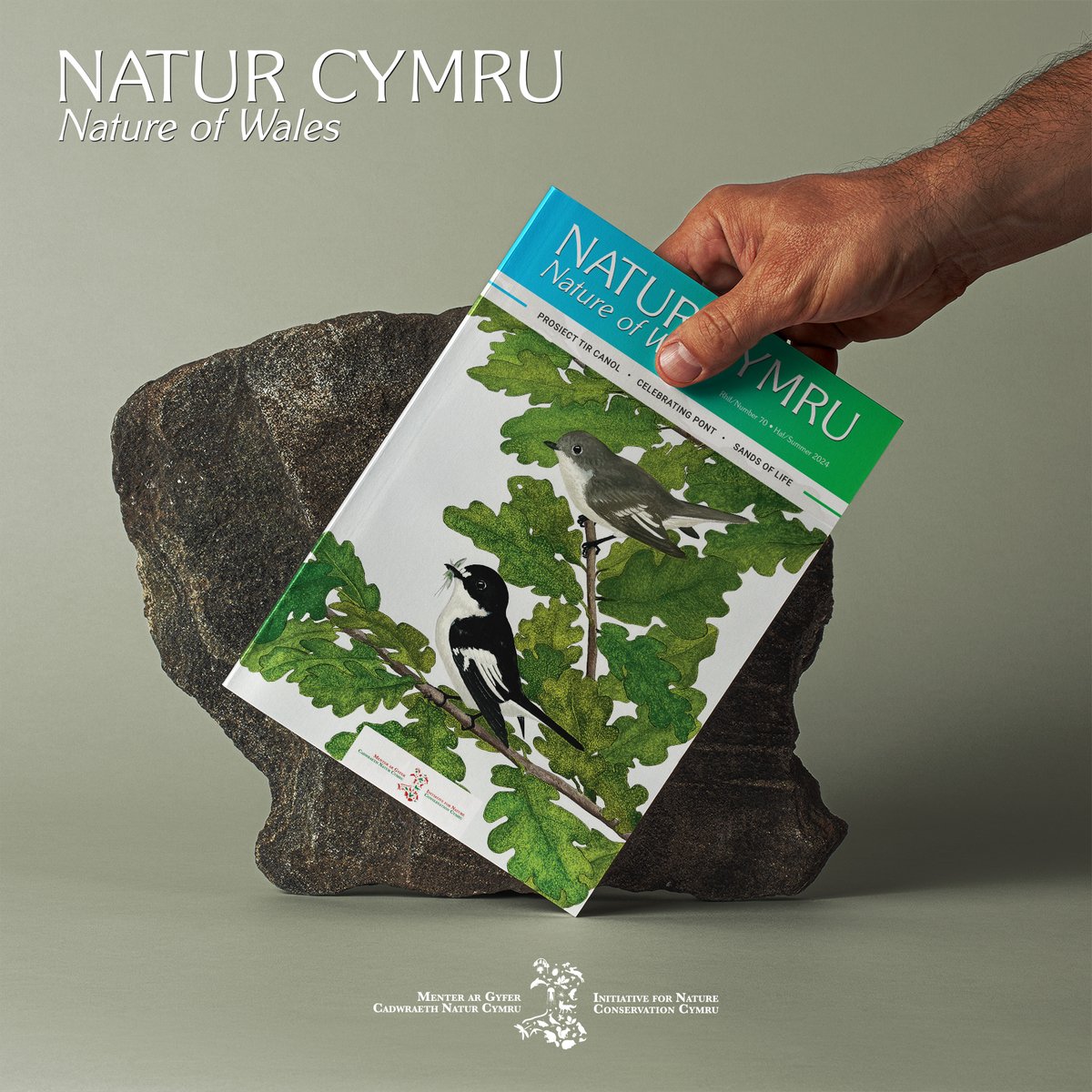 NaturCymru's tweet photo. For £30 a year you can subscribe to Natur Cymru and support @INCCymru  to deliver its conservation and campaign work in Wales. Please support us if you can!

https://t.co/M1ca1cP3Da https://t.co/KWW5Pfgewf