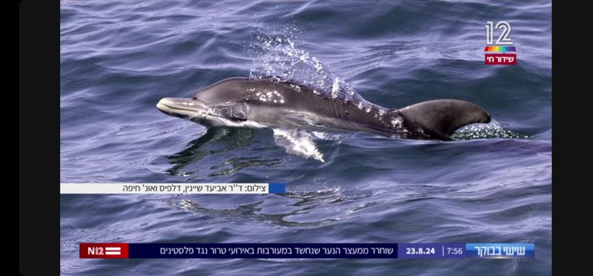 AviadScheinin's tweet photo. Our dolphins are on the leading Israeli channel!! And celebrating a newborn to our common dolphins https://t.co/3zleW165DA