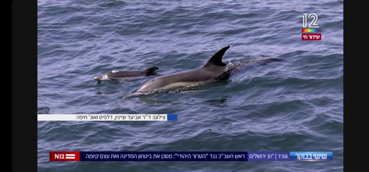 AviadScheinin's tweet photo. Our dolphins are on the leading Israeli channel!! And celebrating a newborn to our common dolphins https://t.co/3zleW165DA