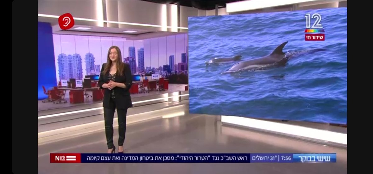 AviadScheinin's tweet photo. Our dolphins are on the leading Israeli channel!! And celebrating a newborn to our common dolphins https://t.co/3zleW165DA