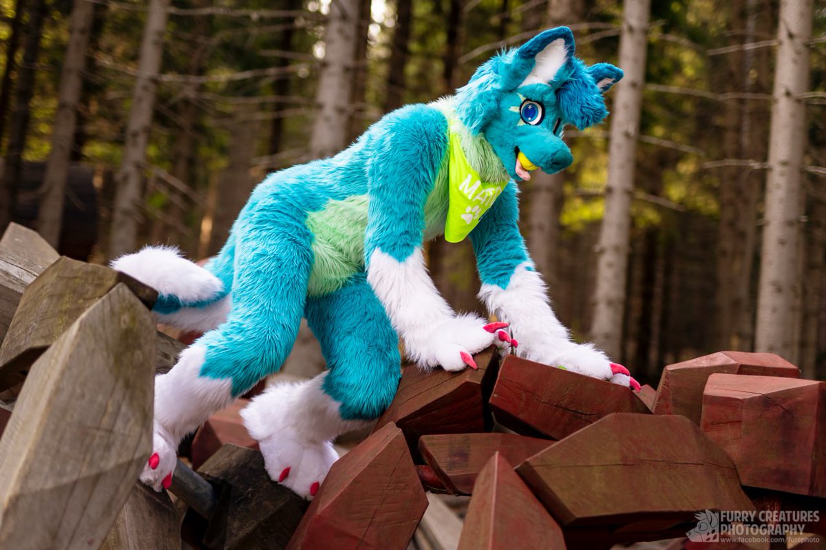 💙💚 Its a little over the year when this husky was borned and now he is finally finished 💚💙

Awww he is so adorable, when he is trying to climb upper and catch you 🙈🥰😋

Wish him a one year birthday. During this adventure I meet amazing cuties and visit few cons 🐶, thanks