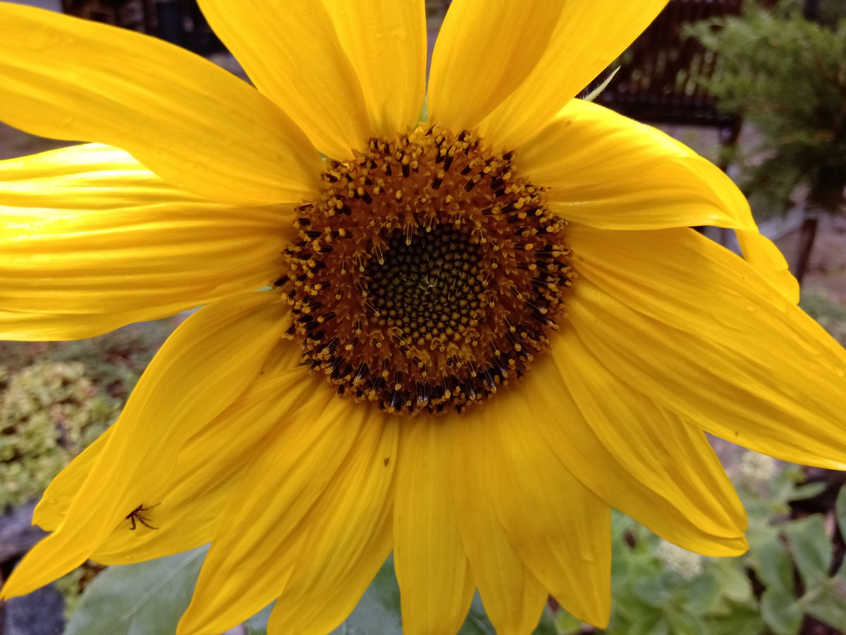 Kieli- ja käännöstieteiden laitoksessa <a href="/UniTurku/">Turun yliopisto - University of Turku</a> on avoinna projektitutkijan tehtävä <a href="/SuomenAkatemia/">Suomen Akatemia | Research Council of Finland</a>'n rahoittamassa hankkeessa  'Kielten opetus ja oppiminen kestävän kehityksen tavoitteiden toteuttajana'. Hae 19.9. mennessä: ats.talentadore.com/apply/projekti… #kieliaturussa #leala