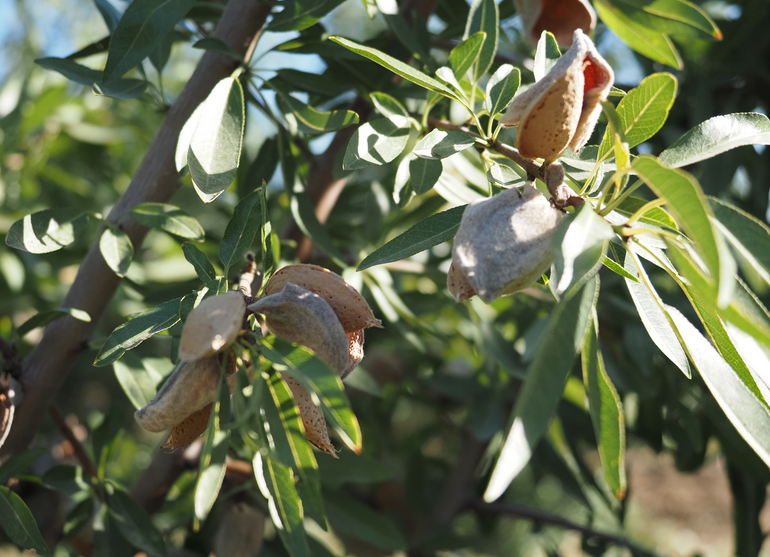 Agromillora_'s tweet image. 🌿 ¡#DEMOTOUR regresa con las jornadas de cosecha de #almendro en seto! 
🚜 Vive en directo las últimas innovaciones en el cultivo de almendro en seto y conoce de primera mano una #recolección mecanizada. 

🔗 No te lo pierdas y regístrate aquí: eu1.hubs.ly/H0bVlzl0

#agro