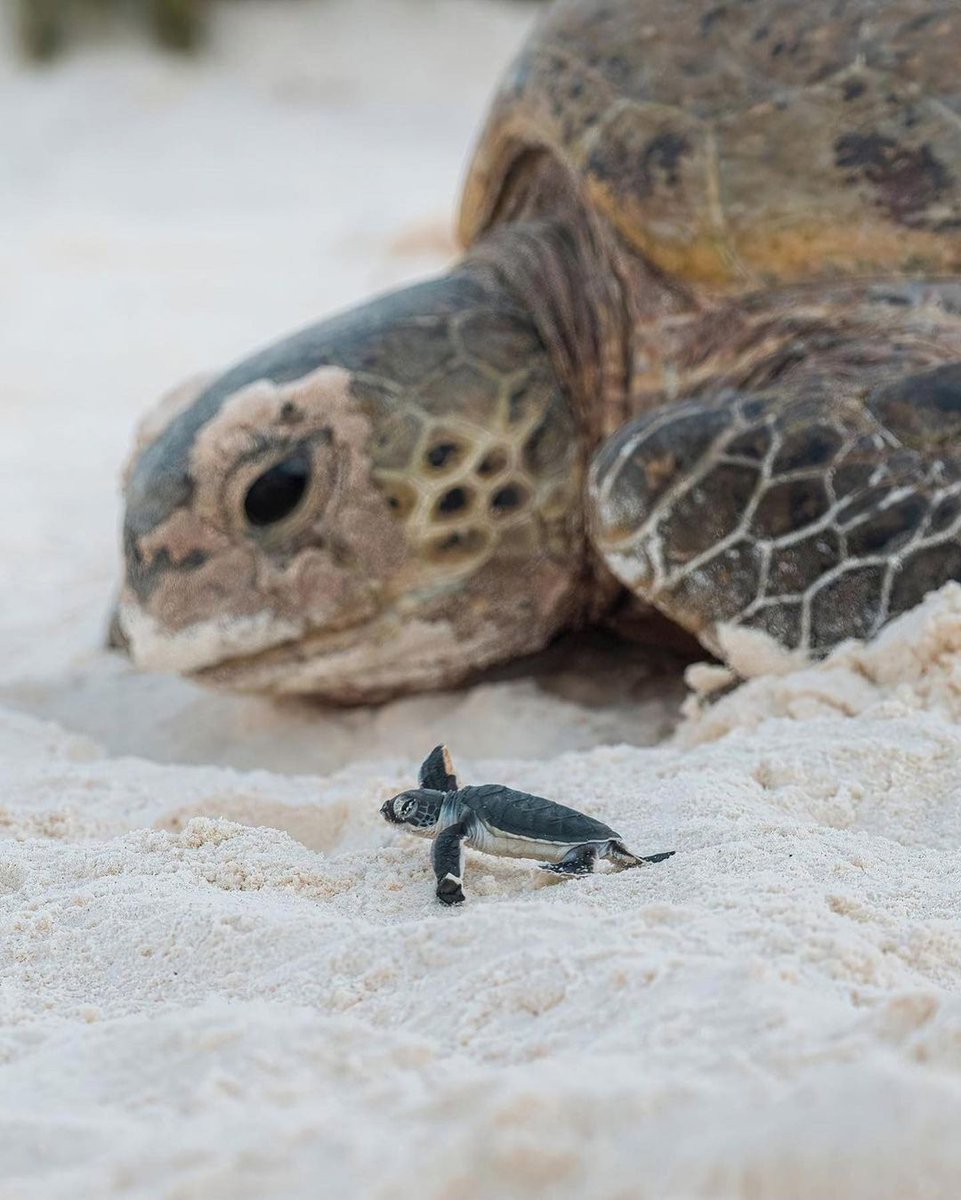 LewisPughFDN's tweet photo. This green turtle had just laid her eggs and was returning to the water when a hatchling joined her on the long walk back to the ocean - one of them for the very first time 💚🐢🥹

📸: Ross Long https://t.co/CLauSfWIi6