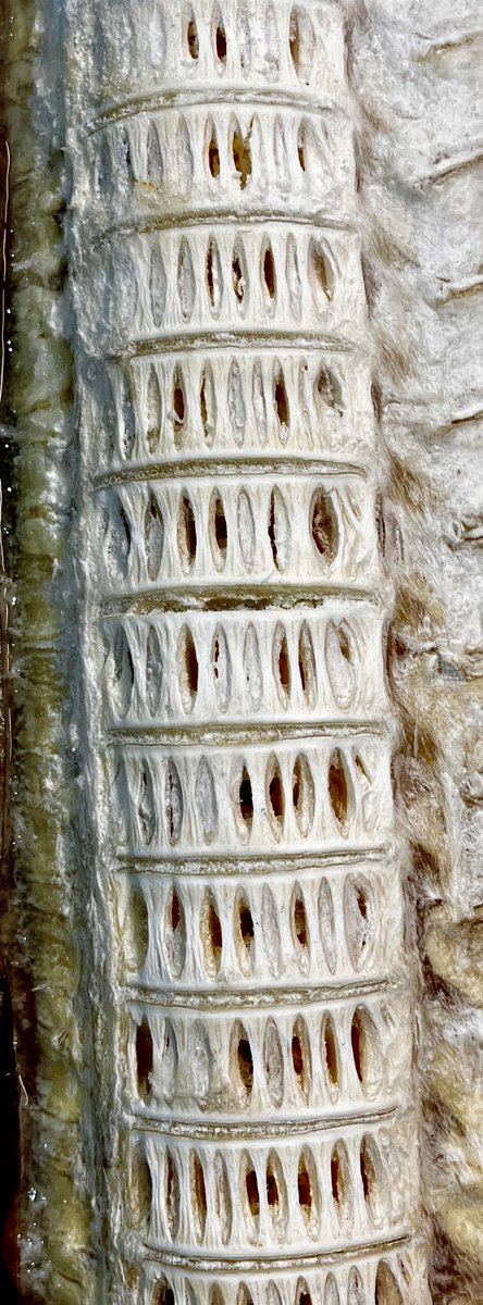 Elasmo-Morph tweet media