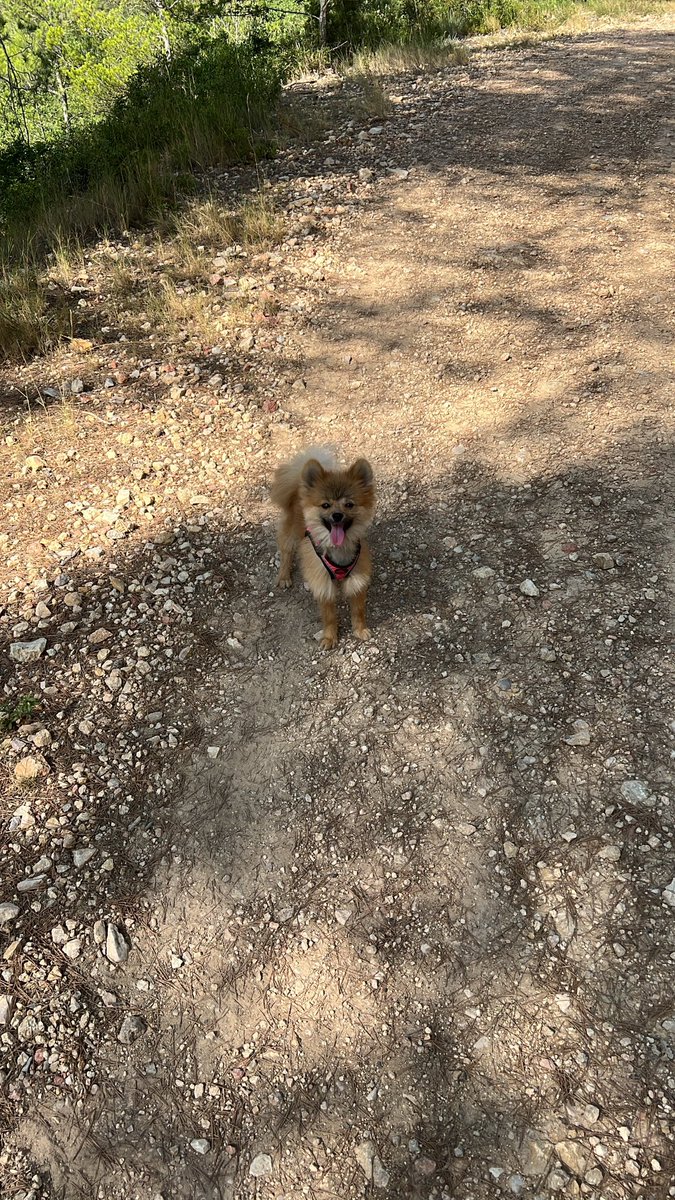 soylaleyre's tweet image. Disfrutando en la montaña 😍 aunque se ha quedado dormido el muy vago jsjsjsjs