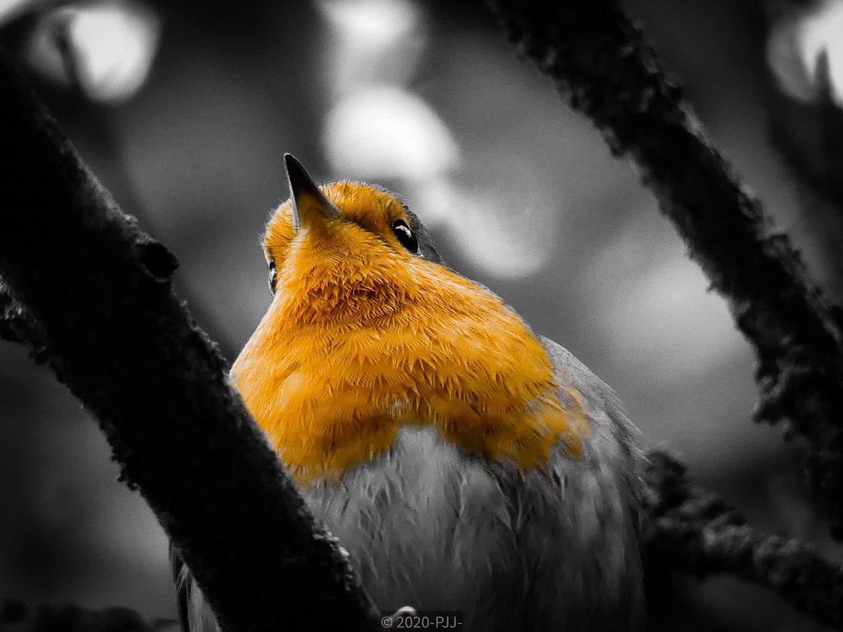 MAlblasserwaard's tweet photo. TUIN VOL LEVEN
Ik plaats foto’s uit onze tuin met hashtag #tuinvolleven. Om beetje bewustzijn te creëren hoe divers een simpele tuin kan zijn
#tuinleven #tuin #tuinieren #dieren #flora #fauna #wildetuin #natuurtuin #tuinplezier #tuinpret #natuur #asielcrisis vogel #roodborstje https://t.co/2x82YI50HH