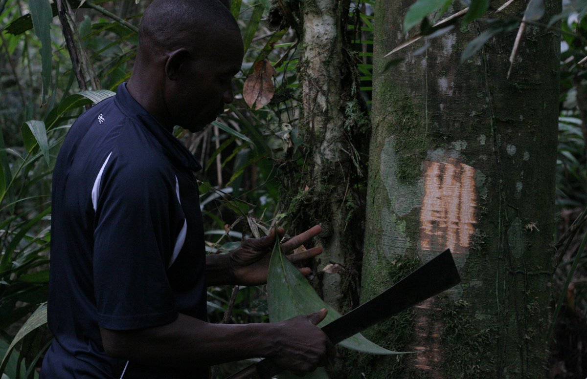 🗞️Un briefing de <a href="/CassieDummett/">Cassie Dummett</a>, <a href="/joe_langley9/">Joe Langley</a>, O Emba, E Bokungu et le consortium #CongoPeat apporte de nouveaux éclairages sur les utilisations humaines des tourbières de la RDC ainsi que les variations des communautés d’oiseaux dans ce paysage.

➡️ congopeat.net/fr/briefings/