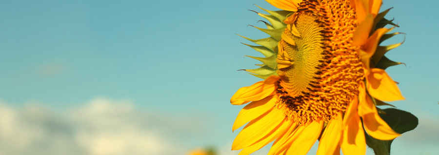 Our offices will be closed on Monday 26th August and we will re-open on Tuesday at 9.00 am. If you need our assistance, please call T: 01273 831497. 
Did you know, the August bank holiday was introduced to give us all a chance to make the most of the summer? #BankHoliday