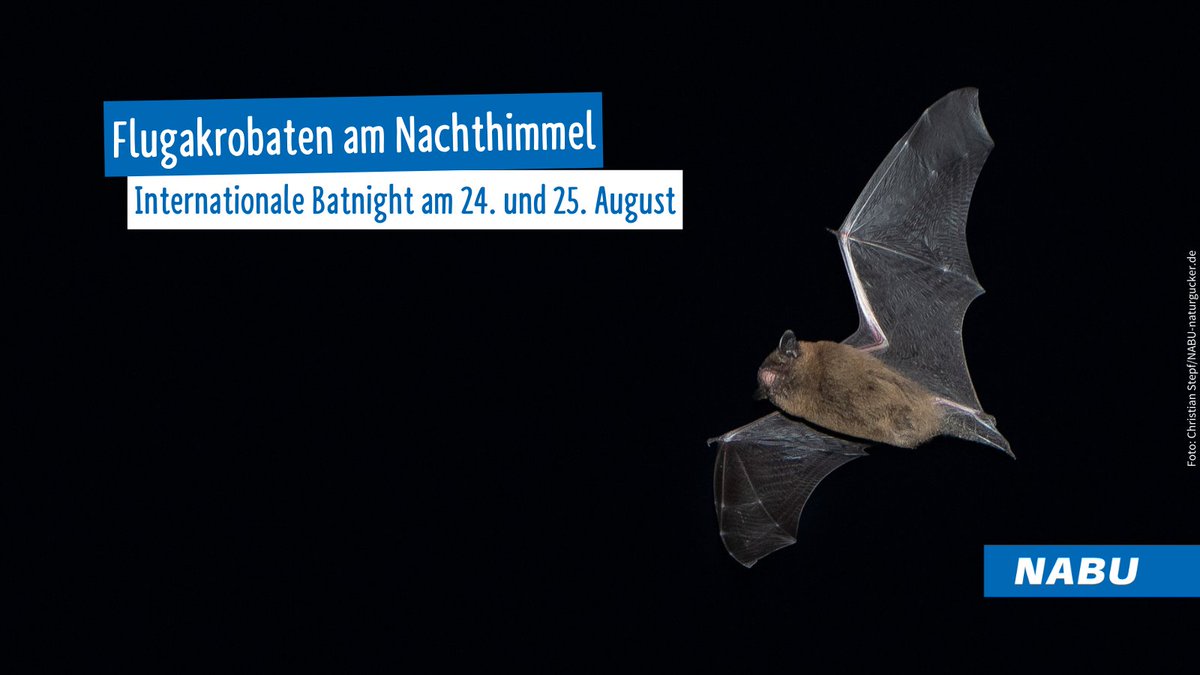 Zur internationalen #Batnight am 24. und 25. August lädt der NABU dazu ein, Fledermäuse bei zahlreichen Veranstaltungen besser kennenzulernen. Außerdem erfahrt ihr, wie ihr selbst zum Schutz der Tiere beitragen könnt 🦇.
👉 Veranstaltungen in eurer Region: nabu.de/tiere-und-pfla…