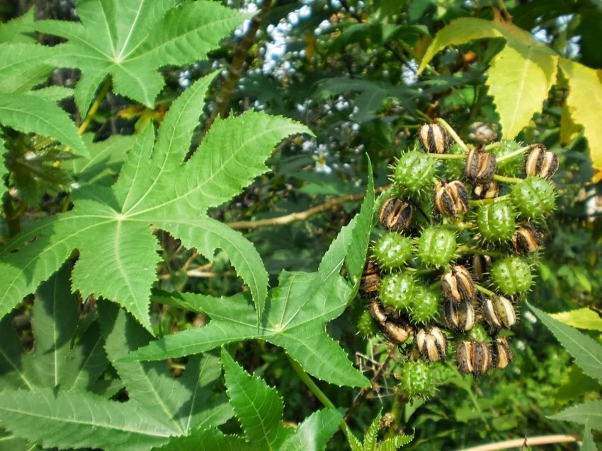 ChiefHerbalist tweet media