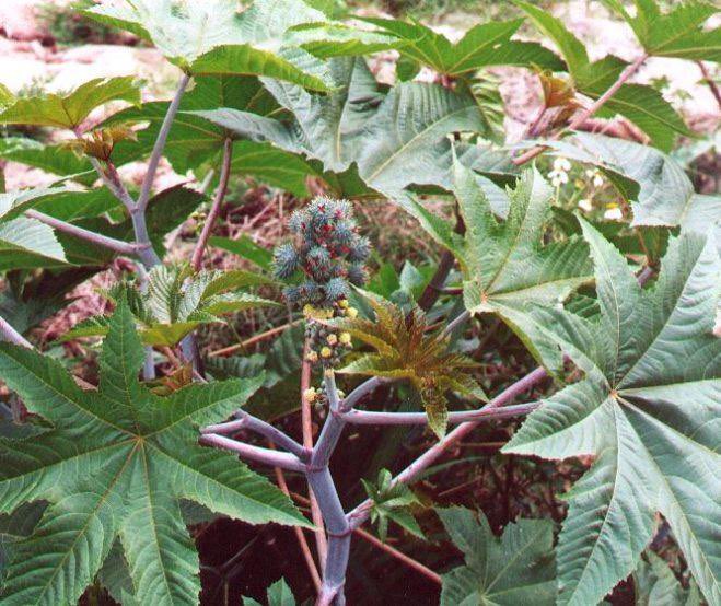 For Joint Pains, Arthritis, Swelling and Rheumatism 

Grind the leaves of castor plant into paste and rub on joints and any painful area. Boil the leaves also and drink a teacupful twice daily. It works like magic. 

Nature heals.