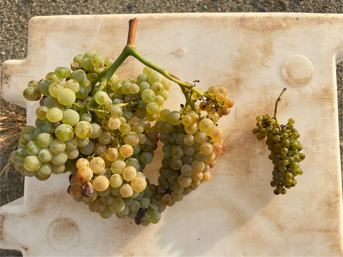 Josep Sedo Barcelo (@josepsedo_) on Twitter photo Garnatxa blanca
Esquerra reg de suport 650gr
Dreta de secà. 30gr
Al Priorat necessitem poder regar les vinyes 3 males collites seguides per la sequera, els ceps estan morint, no podem esperar al 2028 El futur de moltes famílies depen d’aquest projecte de reg!! <a href="/oscarordeig/">Òscar Ordeig</a> Garnatxa blanca
Esquerra reg de suport 650gr
Dreta de secà. 30gr
Al Priorat necessitem poder regar les vinyes 3 males collites seguides per la sequera, els ceps estan morint, no podem esperar al 2028 El futur de moltes famílies depen d’aquest projecte de reg!! <a href="/oscarordeig/">Òscar Ordeig</a>