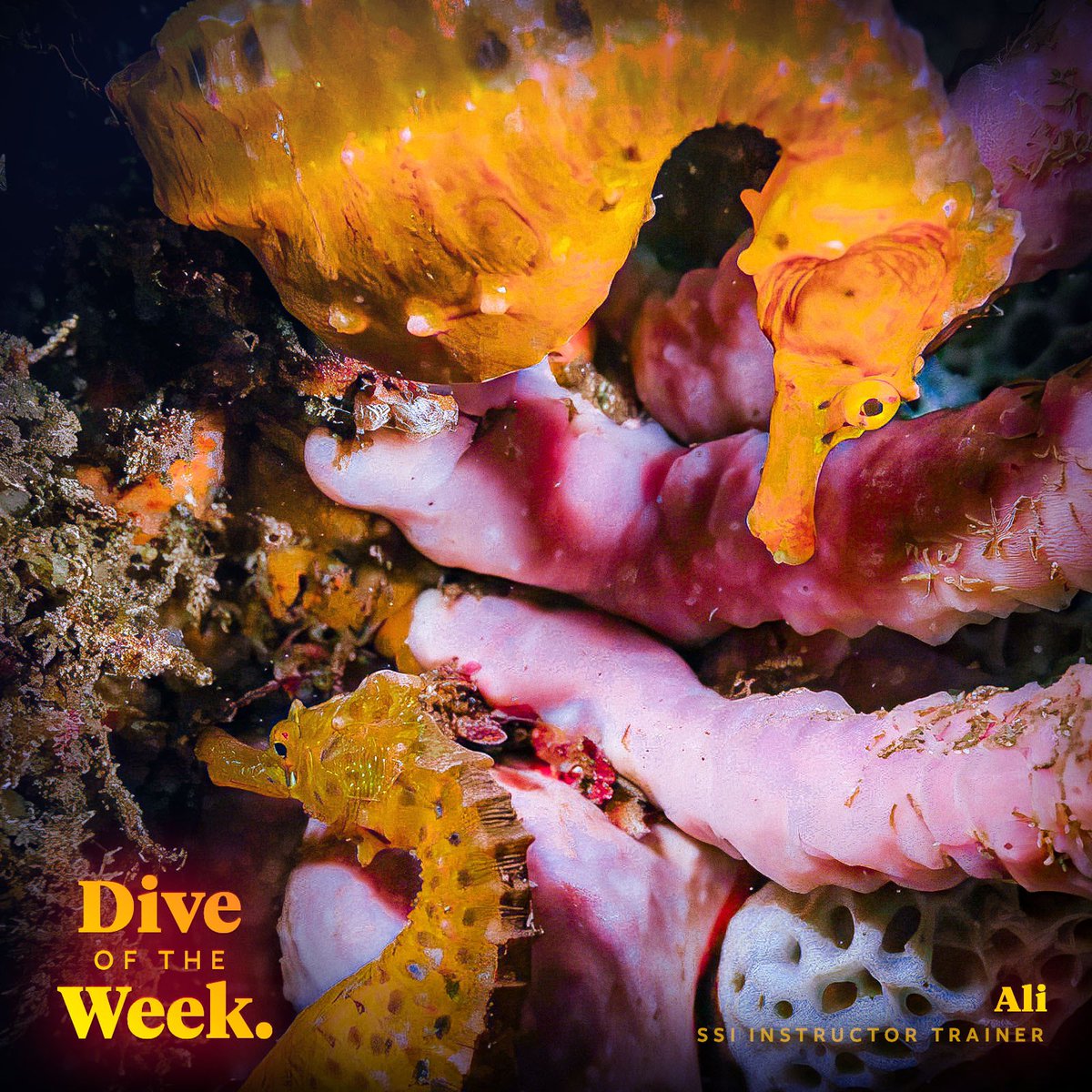 🌊 Check out the latest #DiveoftheWeek and start logging your dives in Oceans, the #1 discovery and logbook app for scuba divers! → oceans.io