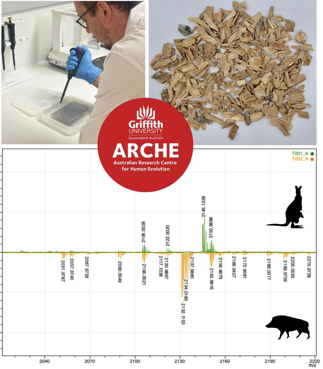 Stewie Stewart (@stewiestewart13) on Twitter photo The #ZooMS lab at <a href="/ARCHE_Griffith/">Australian Research Centre for Human Evolution</a> is now up and running. We’re interested in all things human origins, evolution, and dispersals.
If you’re interesting in collaborating, please reach out. #Archaeology
🦴 🧪 🥼 The #ZooMS lab at <a href="/ARCHE_Griffith/">Australian Research Centre for Human Evolution</a> is now up and running. We’re interested in all things human origins, evolution, and dispersals.
If you’re interesting in collaborating, please reach out. #Archaeology
🦴 🧪 🥼