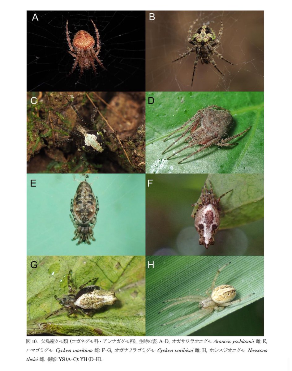 原色蜘蛛類圖説 古書 更に10%値下げしました！ 【公式通販】