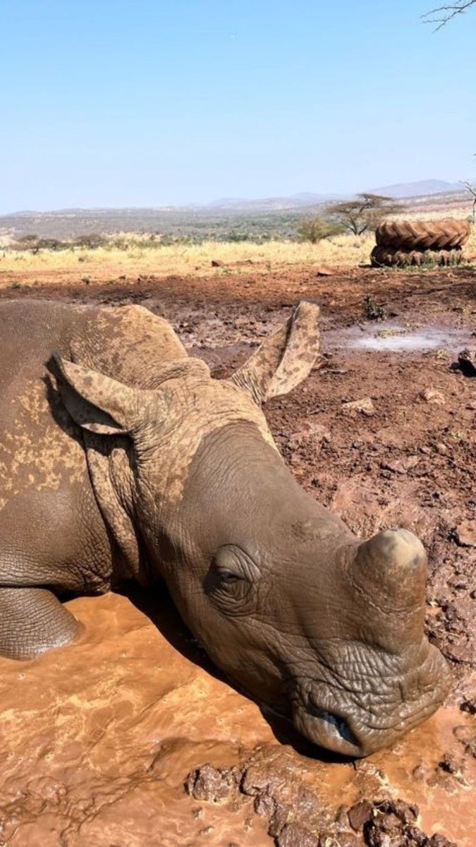Because we're sure everyone's feed needs a bit more #rhino content 🦏
#RhinoFriday