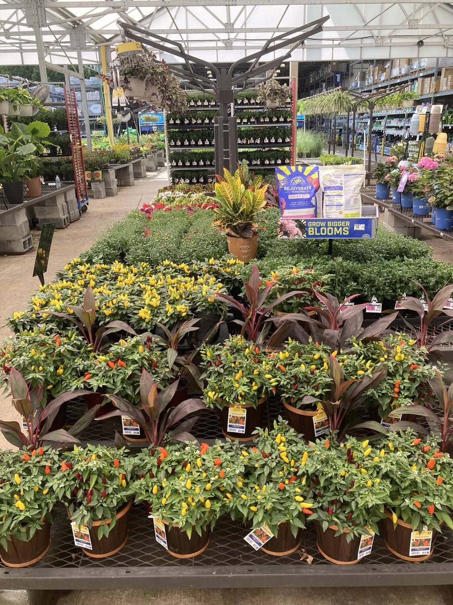 Sierra Behring | MGH (@sierrabehring) on Twitter photo Fall has arrived at Lowe’s! Check out this Labor Day Sales Event: 3-Qt Mums 2 for $10, 1-Qt Mums 4 for $10 or if you’re a Rewards Members 5 for $10, Basic 2.5-Qt Perennials 2 for $10. Looking great <a href="/Lowes/">Lowe's</a> #2623 Spotsylvania, VA <a href="/LBishPlants/">Lora Bishop</a> <a href="/MetrolinaGHS/">MetrolinaGreenhouses</a> <a href="/BenitoKomadina/">Benito.Komadina@Lowes</a> Fall has arrived at Lowe’s! Check out this Labor Day Sales Event: 3-Qt Mums 2 for $10, 1-Qt Mums 4 for $10 or if you’re a Rewards Members 5 for $10, Basic 2.5-Qt Perennials 2 for $10. Looking great <a href="/Lowes/">Lowe's</a> #2623 Spotsylvania, VA <a href="/LBishPlants/">Lora Bishop</a> <a href="/MetrolinaGHS/">MetrolinaGreenhouses</a> <a href="/BenitoKomadina/">Benito.Komadina@Lowes</a>