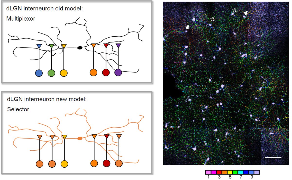 Excited to share our manuscript just published in <a href="/NeuroCellPress/">Neuron</a> on #thalamic #interneurons studied #invivo by single-cell-initiated rabies tracing and calcium imaging:

doi.org/10.1016/j.neur…
