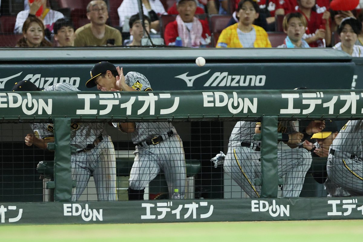 Sponichi_Tphoto's tweet photo. 危ない！ #近本光司 選手の鋭いファールボールに襲われる #熊谷敬宥 選手ら https://t.co/Wegqy0gQ6b