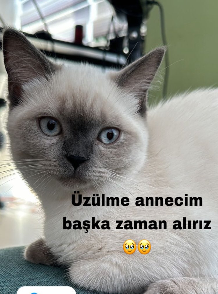 safikoffical's tweet photo. Bence mantıklı @espiresmi #elsed https://t.co/27qU5I7g2Q