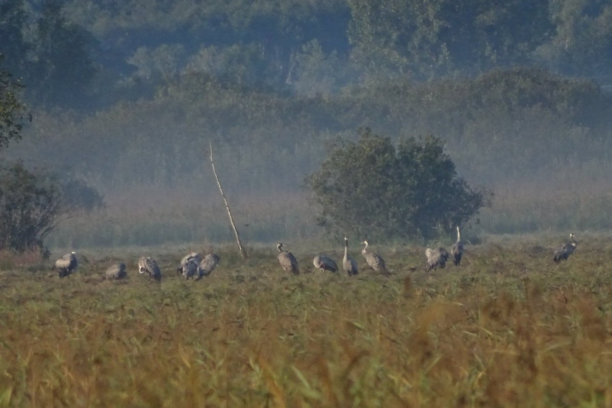 Wgapianna's tweet photo. Czahary 

#żurawie #cranes @poleski_park https://t.co/cxOHMX3Kft