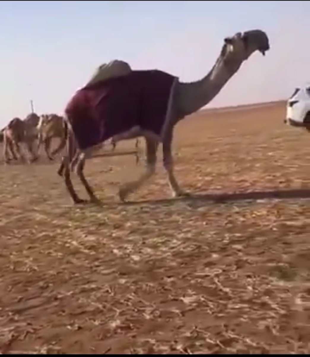 الصارم (@ee85h) on Twitter photo الحاكم ولد الحاكم لـ ابن عزرم الشكره 
قبل >>>> وبعد الحاكم ولد الحاكم لـ ابن عزرم الشكره 
قبل >>>> وبعد