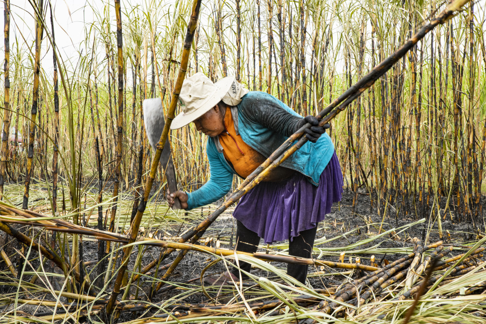 CNV_Internat's tweet photo. Revelations about the exploitation of women in India’s sugar industry in the @nytimes , have placed @Bonsucro  certification practices under scrutiny.   
Labor rights organisations, including CNV Internationaal, are calling for a Human Rights Taskforce to address these critical issues.  
Current certification processes are seen as insufficient, with a lack of worker inclusion in decision-making. 
While some industry leaders support change, doubts remain about whether stricter certifications alone can address systemic problems.  
At CNV Internationaal, we advocate for greater union involvement and social dialogue. Our Fair Work Observatory highlights alarming wage gaps and more serious labor issues.  
We believe Bonsucro has a unique opportunity to lead the industry toward meaningful and sustainable improvements for workers.  #LaborRights #HumanRights #Sustainability #Bonsucro #Sugar #Livingwage #SocialDialogue 
Learn more: 
https://t.co/ZUelAppZkh