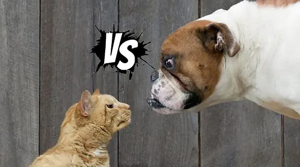 GADAD is back and it's paws vs claws round 2! We really need your help to make GADAD a success! Shifts are only 3-4 hours and your help would be greatly appreciated. You can sign up on the link below.signupgenius.com/go/70A0B44A4A7…