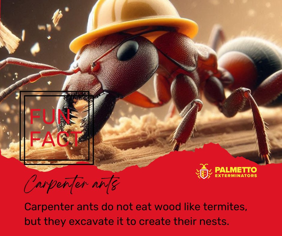 PalmettoExandMC's tweet image. They hollow out wood to create smooth tunnels, which can weaken the structural integrity of the wood. Over time, this can lead to significant structural damage.

#pestcontrol #localexterminator #palmettoexterminators #residentialpestcontrol #termitecontrol #mosquitocontrol
