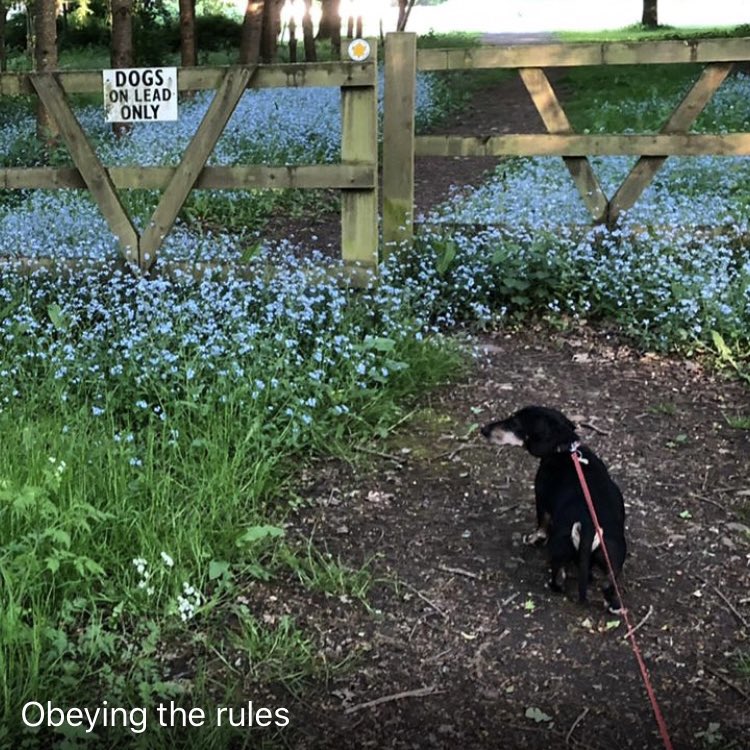 Isabelle tweet media