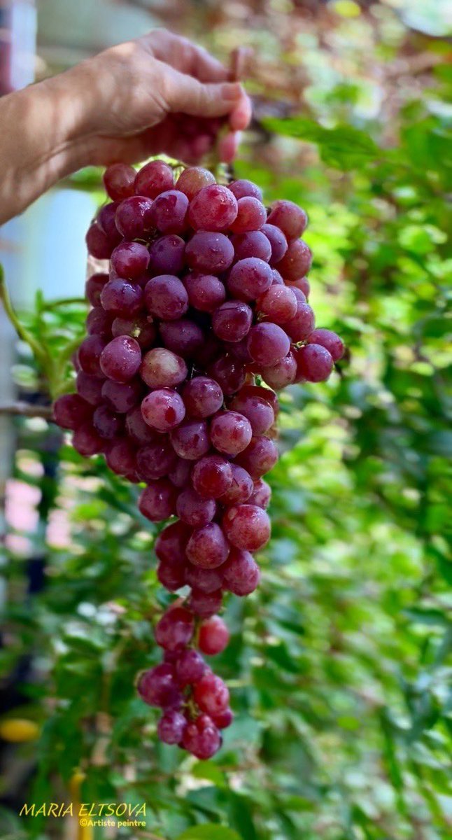 Maria Art. tweet media