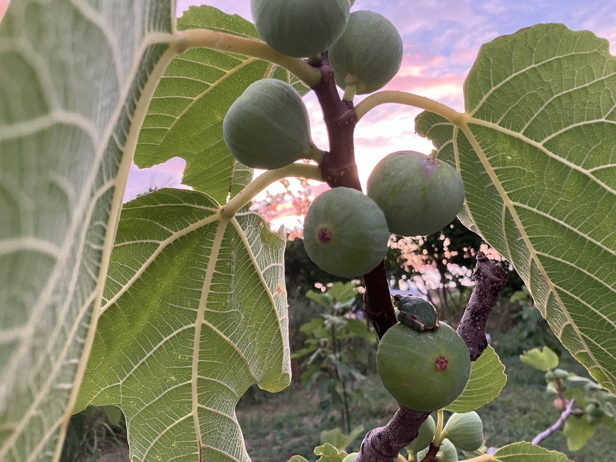 今日は、仕事で、畑に行けんじゃ。
仕事を理由にサボっているだけじゃろか！
燃料もなくなり、灌水もしなかったじゃ。

雨が降らんじゃ。

台風が近づいているらしいが、来て欲しくないじゃ。

待ち人きたらずじゃ。
