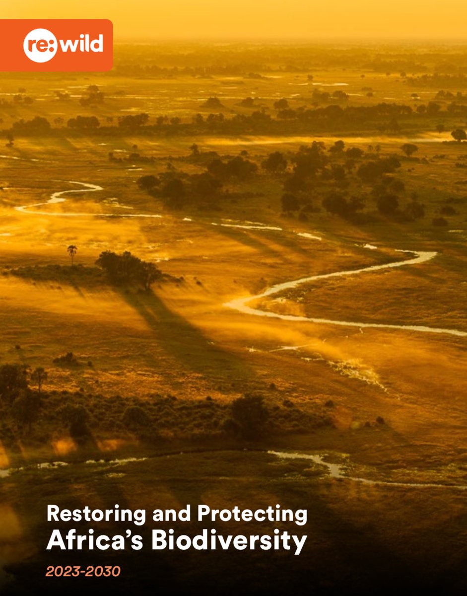 Our Re:wild Africa Strategy is out. Please DM me if you’d like a copy
⁦<a href="/rewild/">Re:wild</a>⁩ #Africa #conservation