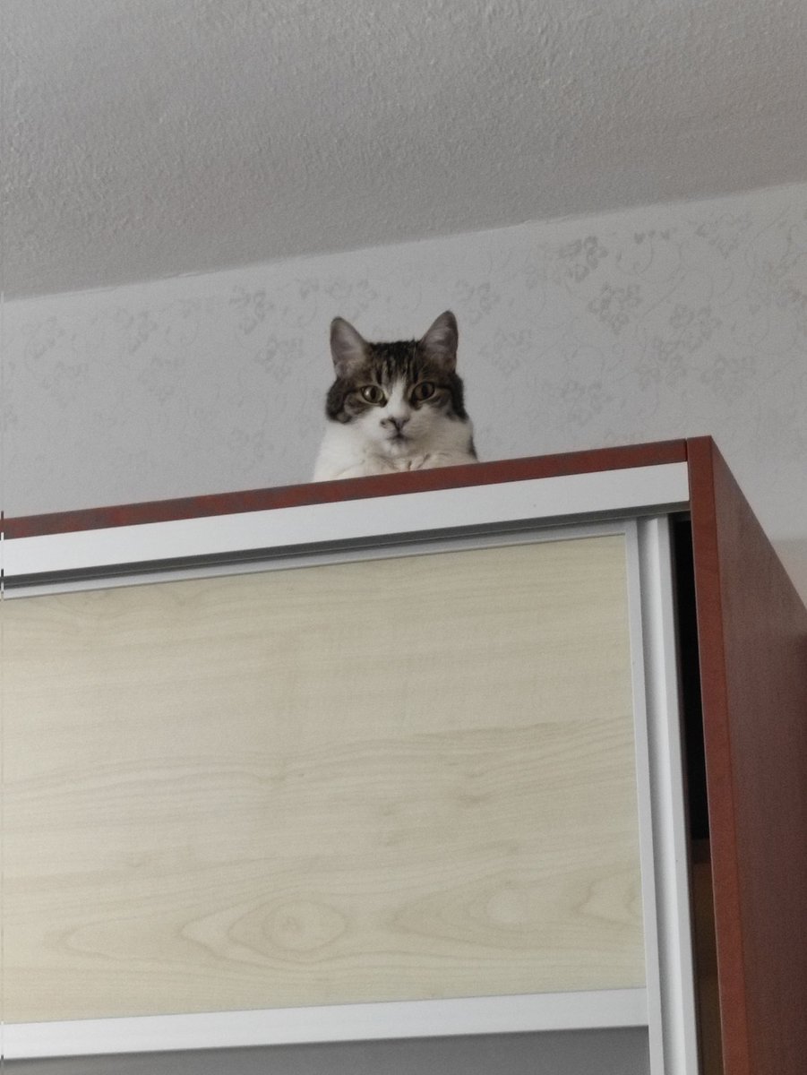 bazen kediniz mental sağlığınızdan endişe ettiği için telaşlı gözlerle sizi uzaktan izler