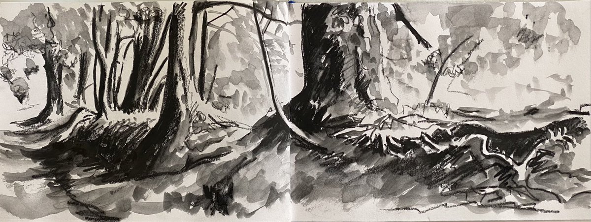 Sunlight through the beech trees for #drawingaugust day 23. Artgraf soft carbon soluble pencil. #sketchbook #drawing #beechtrees