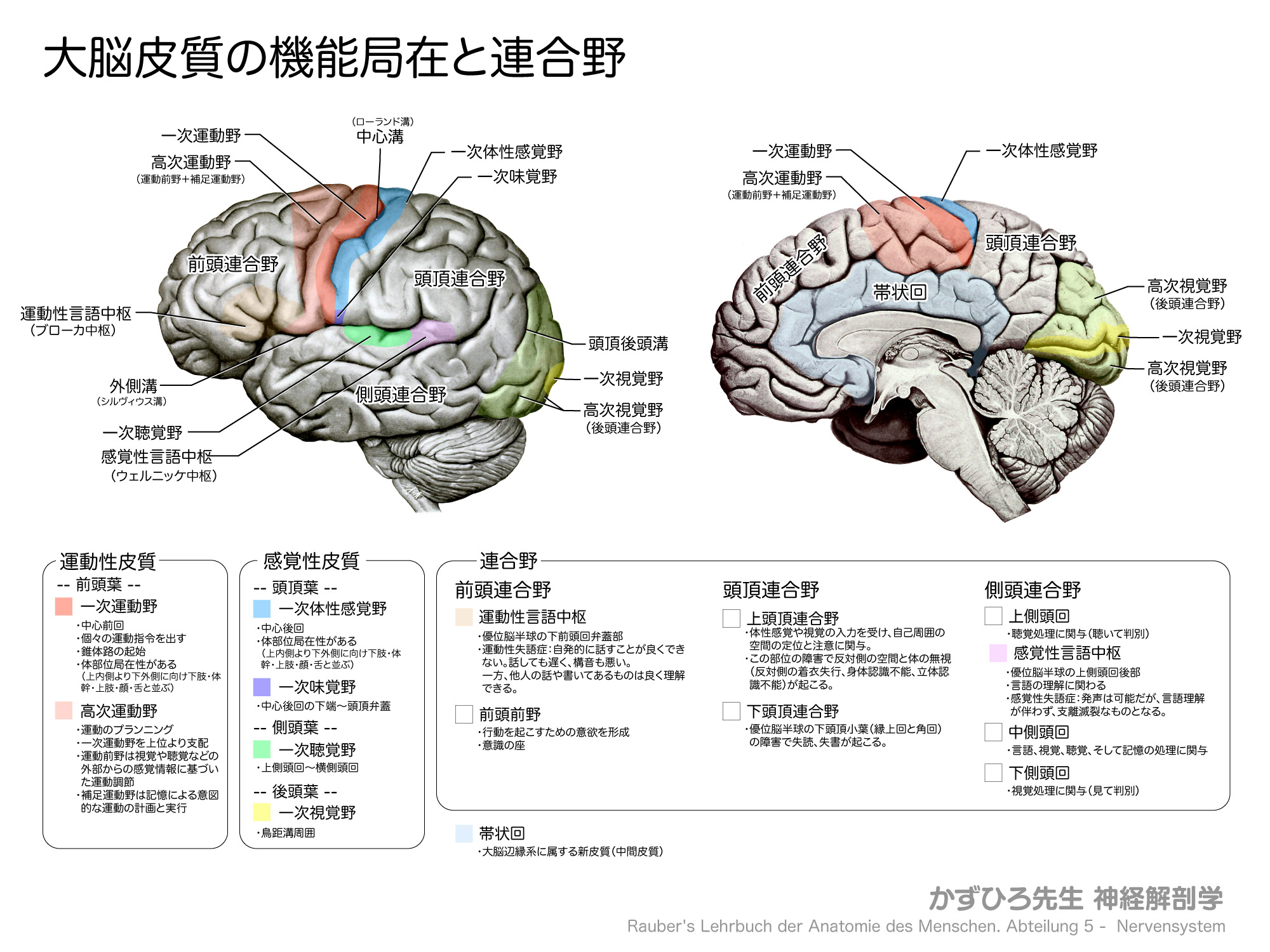 黒澤一弘（かずひろ）解剖学IT教育・指圧師・ラダック on X