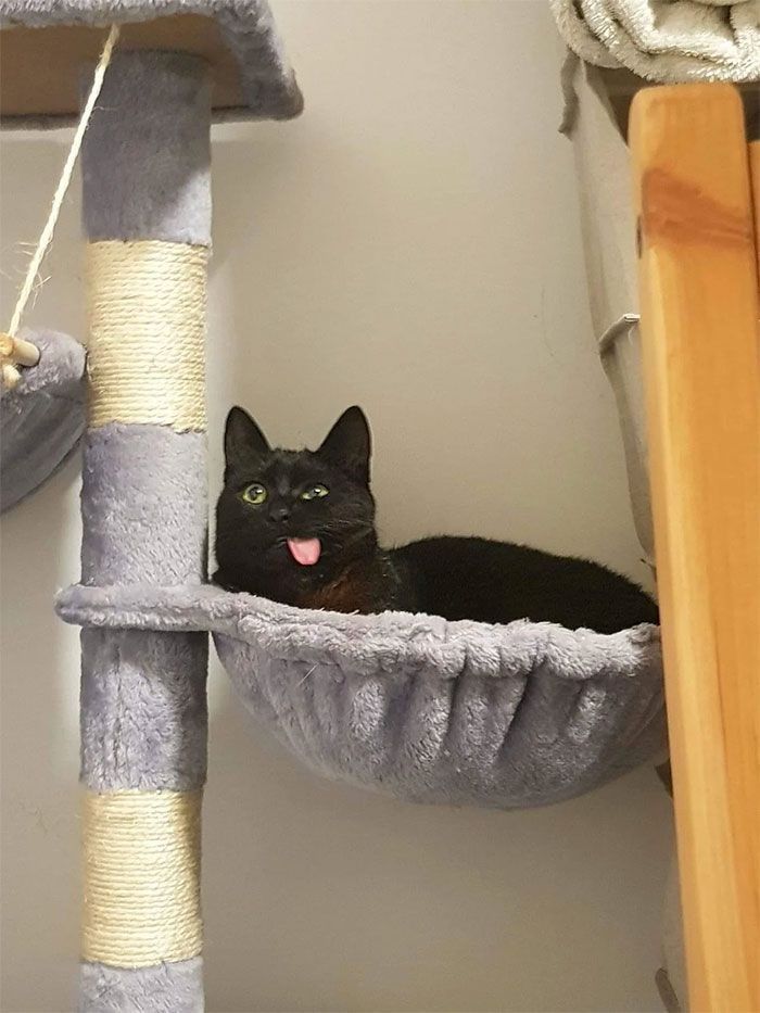 Why you should have a cat (@shouldhavecat) on Twitter photo 