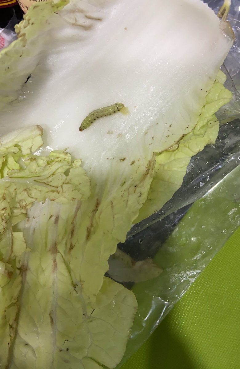 AnpanSg's tweet photo. こ、これは、、卵？フン？？？
虫まで🐛...🤮
日本にかえりたーくなっーたよーー
安心してお野菜が食べたいという
ささやからな私の願い🤲🥹 https://t.co/Yae7YgeKev
