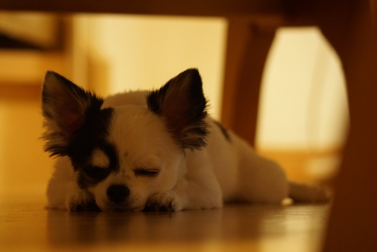 Happy72391784's tweet photo. おやすみ💤
ダイニングテーブルの下で良く寝るチワワ

#チワワ 
#チワワのいる暮らし https://t.co/PLDtiOF6Ex